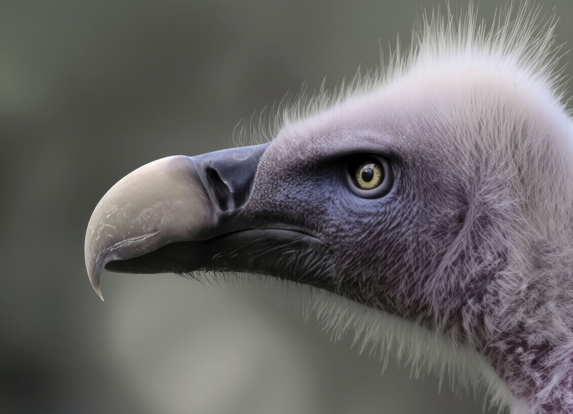 25 P Geier - Helmut WIlflingseder